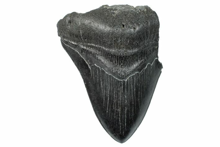 Partial Fossil Megalodon Tooth - South Carolina #277411